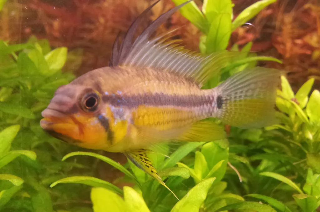 Allpahuayo dwarf cichlid (Apistogramma allpahuayo)