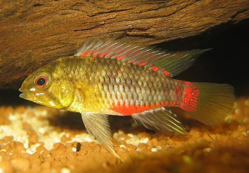 Hongsloi dwarf cichlid (Apistogramma hongsloi)