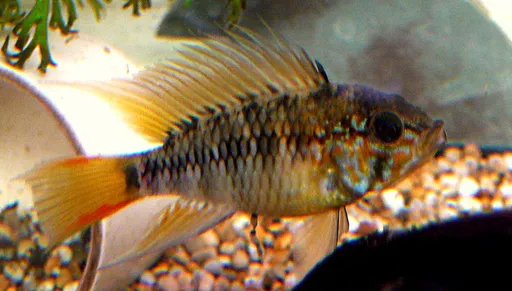 Macmaster's dwarf cichlid (Apistogramma macmasteri)