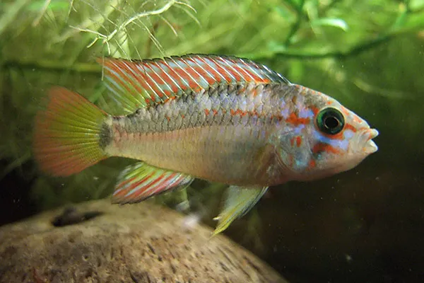 Ortega's dwarf cichlid (Apistogramma ortegai)