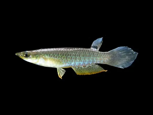 Blue panchax (Aplocheilus panchax)