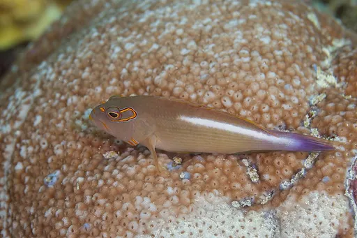 Arc-Eye Hawkfish (Paracirrhites arcatus)