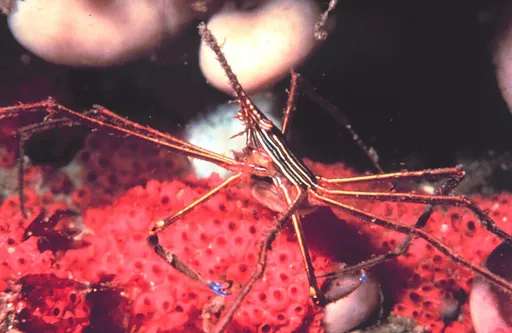 Arrow Crab (Stenorhynchus seticornis)