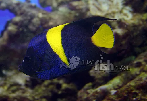 Asfur Angelfish (Pomacanthus asfur)