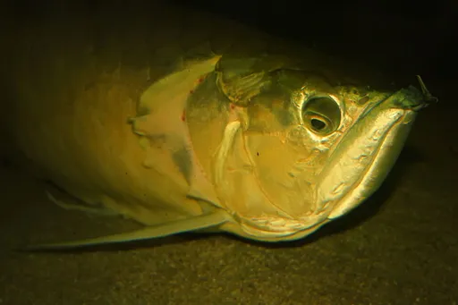 Asian arowana (Scleropages formosus)