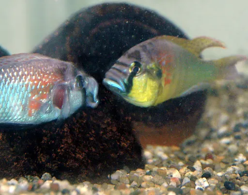 Burton's mouthbrooder (Astatotilapia burtoni)
