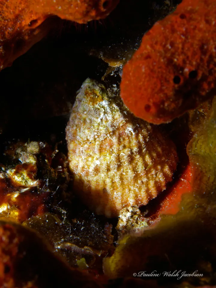 Astraea Turbo Snail (Astraea tecta)