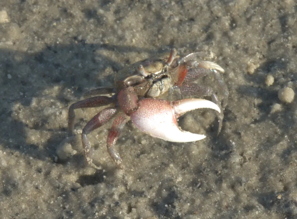 Atlantic sand fiddler crab (Leptuca pugilator)