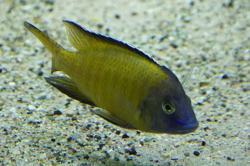 Grant's peacock (Aulonocara stuartgranti)