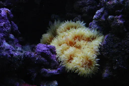 Aurora Anemone (Heteractis aurora)
