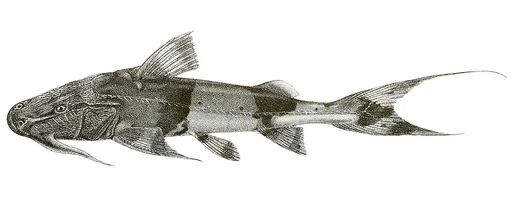 Goonch (Bagarius yarrelli)
