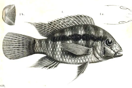 Banded acara (Bujurquina vittata)