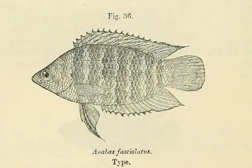 Banded bushfish (Microctenopoma fasciolatum)