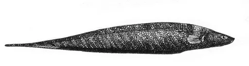 Banded knifefish (Gymnotus carapo)