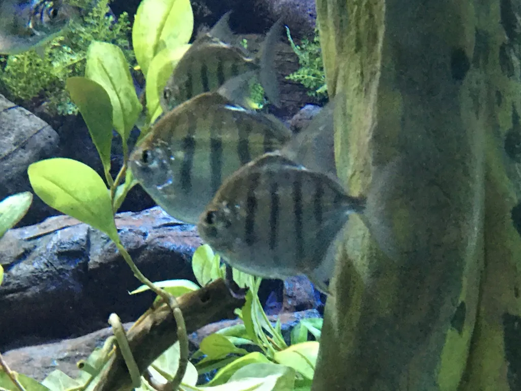 Banded silver dollar (Metynnis fasciatus)