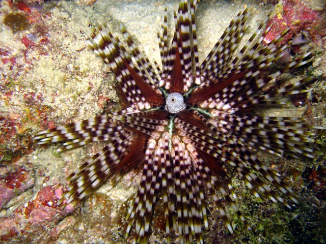 Banded urchin (Echinothrix calamaris)