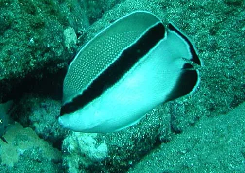 Bandit Angelfish (Apolemichthys arcuatus)
