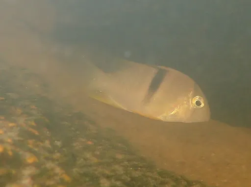 Bandit cichlid (Guianacara geayi)