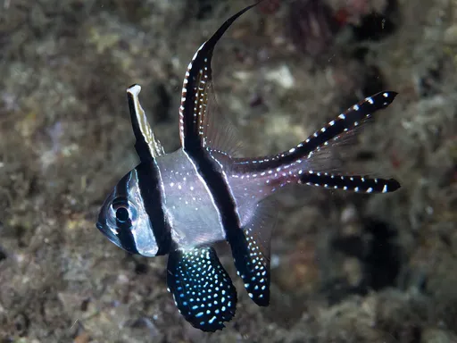 Banggai Cardinalfish (Pterapogon kauderni)