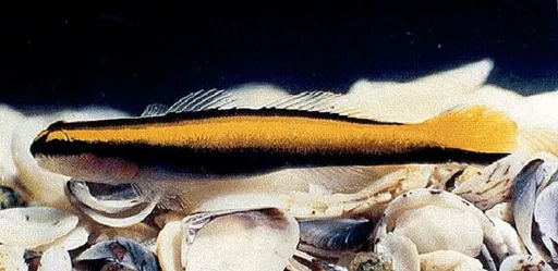 Barber Goby (Elacatinus figaro)
