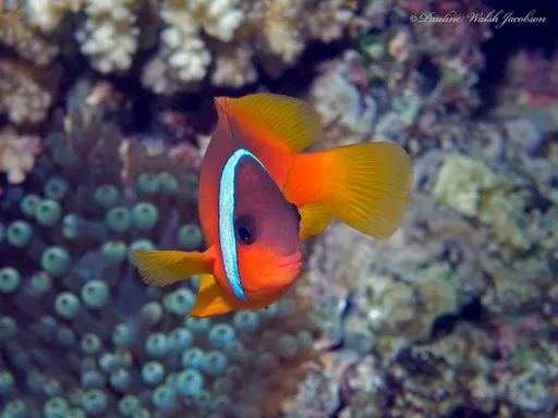 Barberi Clownfish (Amphiprion barberi)