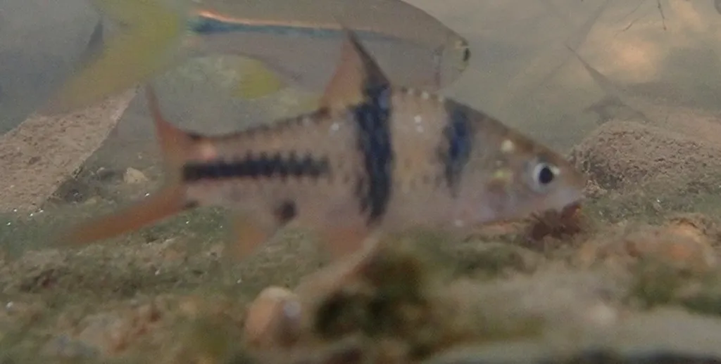 Spanner barb (Barbodes lateristriga)