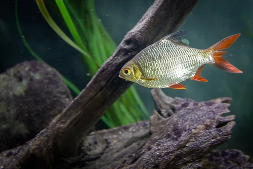 Tinfoil barb (Barbonymus schwanenfeldii)
