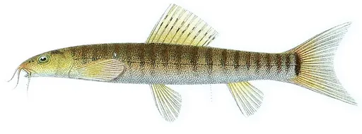 Barred loach (Nemacheilus fasciatus)