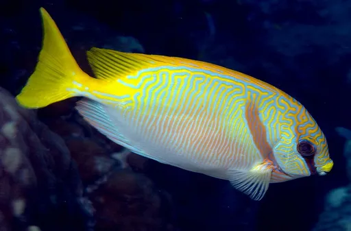 Barred Rabbitfish (Siganus doliatus)
