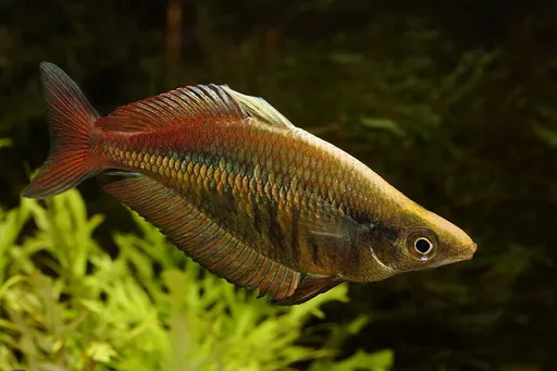 Barred rainbowfish (Chilatherina fasciata)