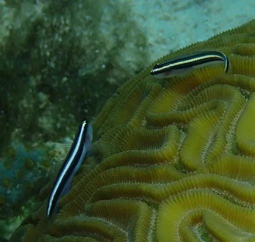 Barsnout Cleaner Goby (Elacatinus illecebrosus)