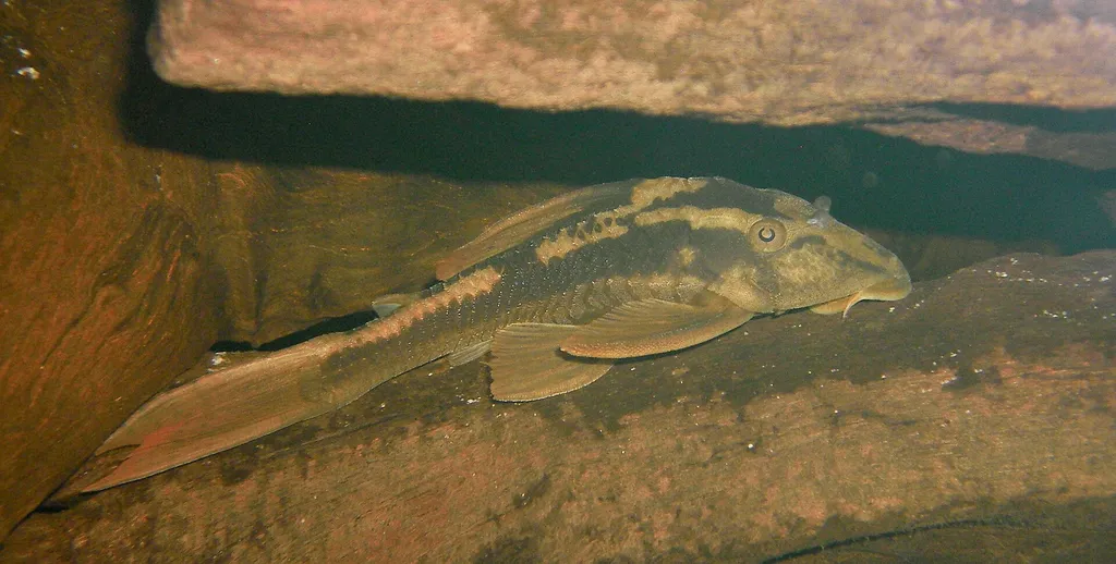 Basilisk pleco (Hypostomus basilisko)