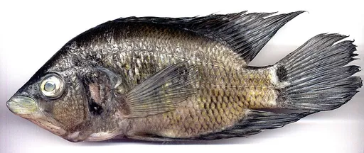 Basketmouth cichlid (Caquetaia kraussii)
