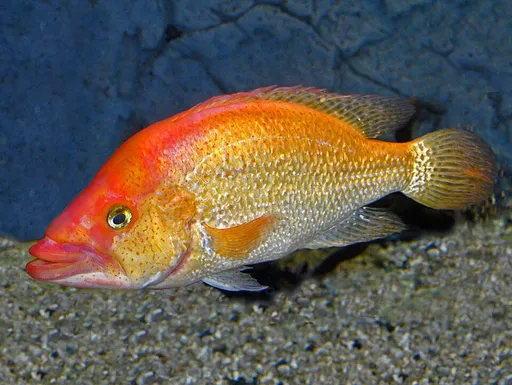 Bay snook (Petenia splendida)
