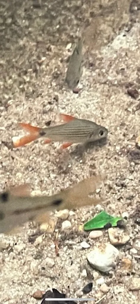 Beardless barb (Cyclocheilichthys apogon)