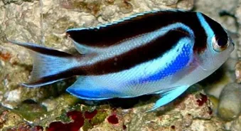 Bellus Angelfish (Genicanthus bellus)