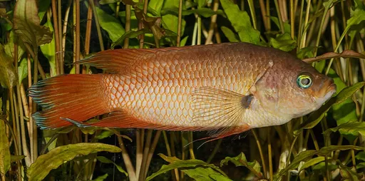Combtail gourami (Belontia signata)