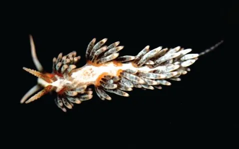 Berghia Nudibranch (Berghia stephanieae)