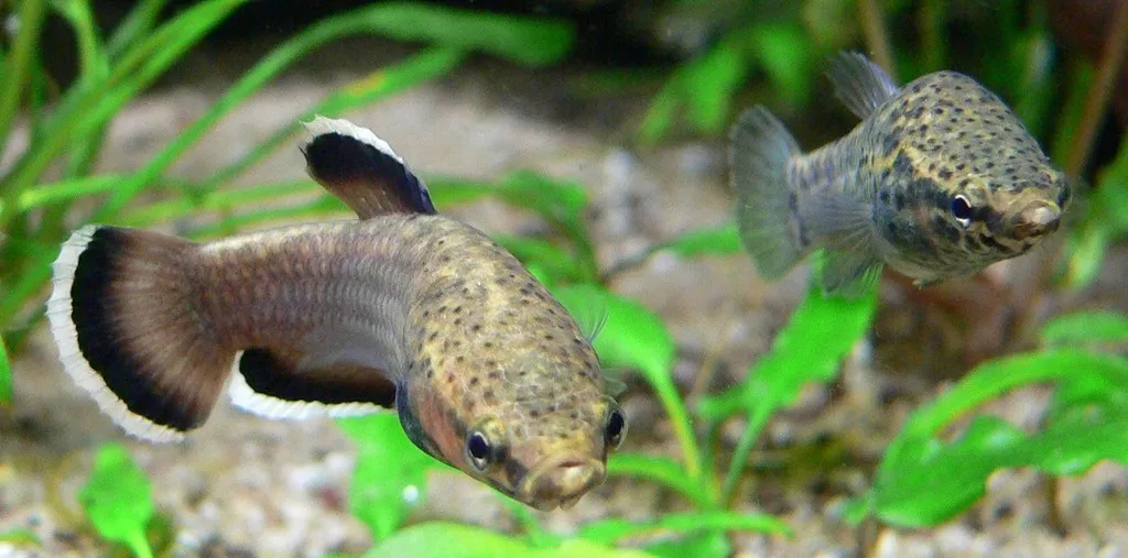 Whiteseam betta (Betta albimarginata)