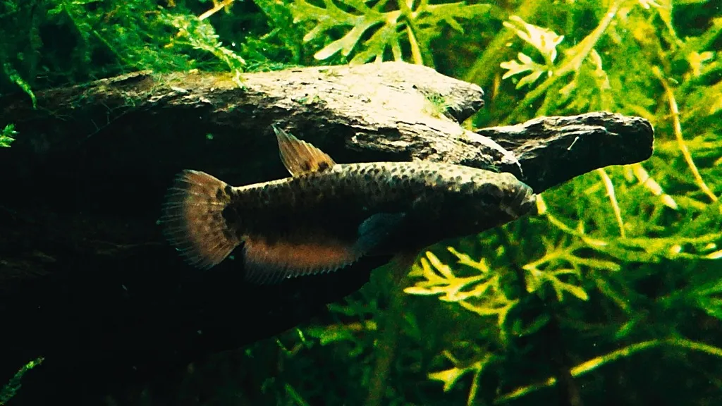 Channoides betta (Betta channoides)