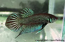 Mahachai betta (Betta mahachaiensis)