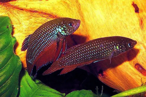 Emerald betta (Betta smaragdina)
