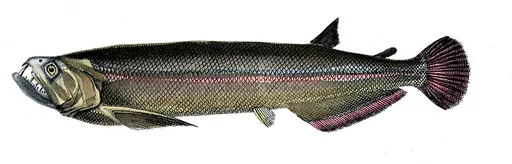 Biara (Rhaphiodon vulpinus)