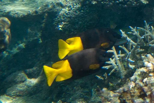Bicolor Foxface (Siganus uspi)