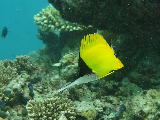 Big Longnose Butterflyfish (Forcipiger longirostris)