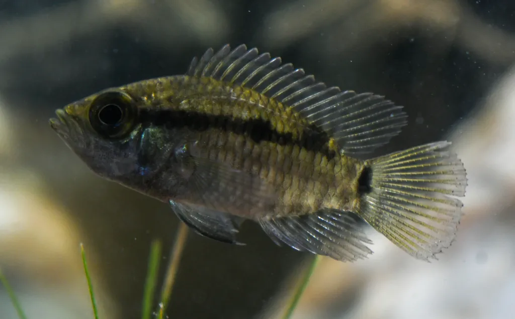 Bigeye basketmouth (Acaronia nassa)