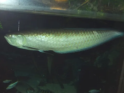 Black arowana (Osteoglossum ferreirai)
