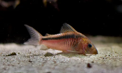 Black band cory (Corydoras zygatus)