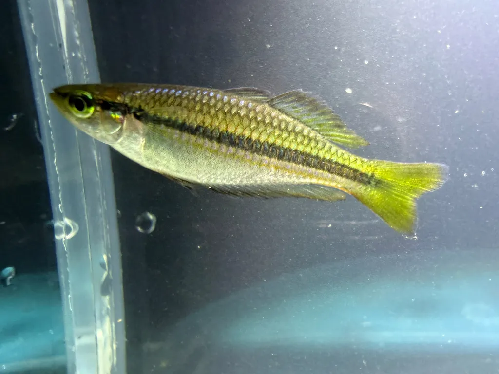 Black-banded rainbowfish (Melanotaenia nigrans)