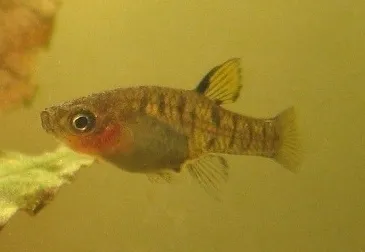 Black-barred livebearer (Quintana atrizona)